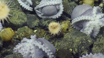Media type: image;   Invertebrate Zoology 153104 Description: live specimen;